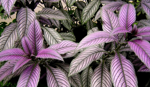 Ultra violet: 6 plantas que possuem a cor do ano para você decorar a casa