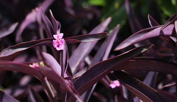 Ultra violet: 6 plantas que possuem a cor do ano para você decorar a casa