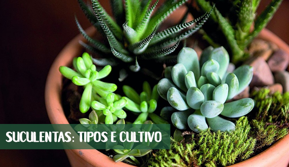 Conheça os principais tipos de suculentas e saiba como cultivar em casa!