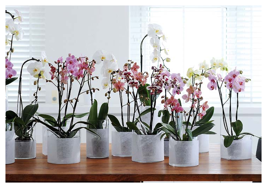 Orquídeas na decoração: confira dicas e cuidados - Móveis Planejados |  Simonetto Móveis Planejados Porto Alegre